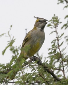 Cardenal amarillo