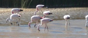 flamencos, Catamarca, Puna