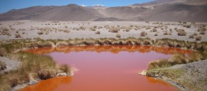 Puna, Catamarca, vicuñas, paisajes