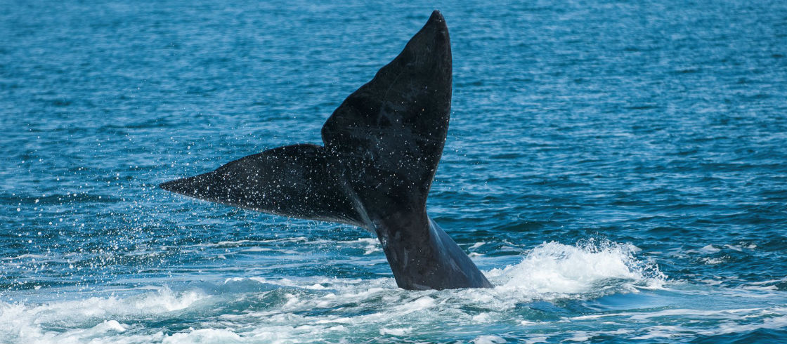 Monumento Natural Ballena Franca Austral