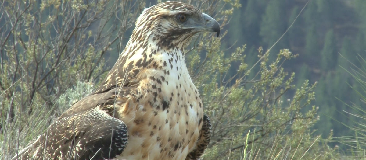 Águila mora juvenil