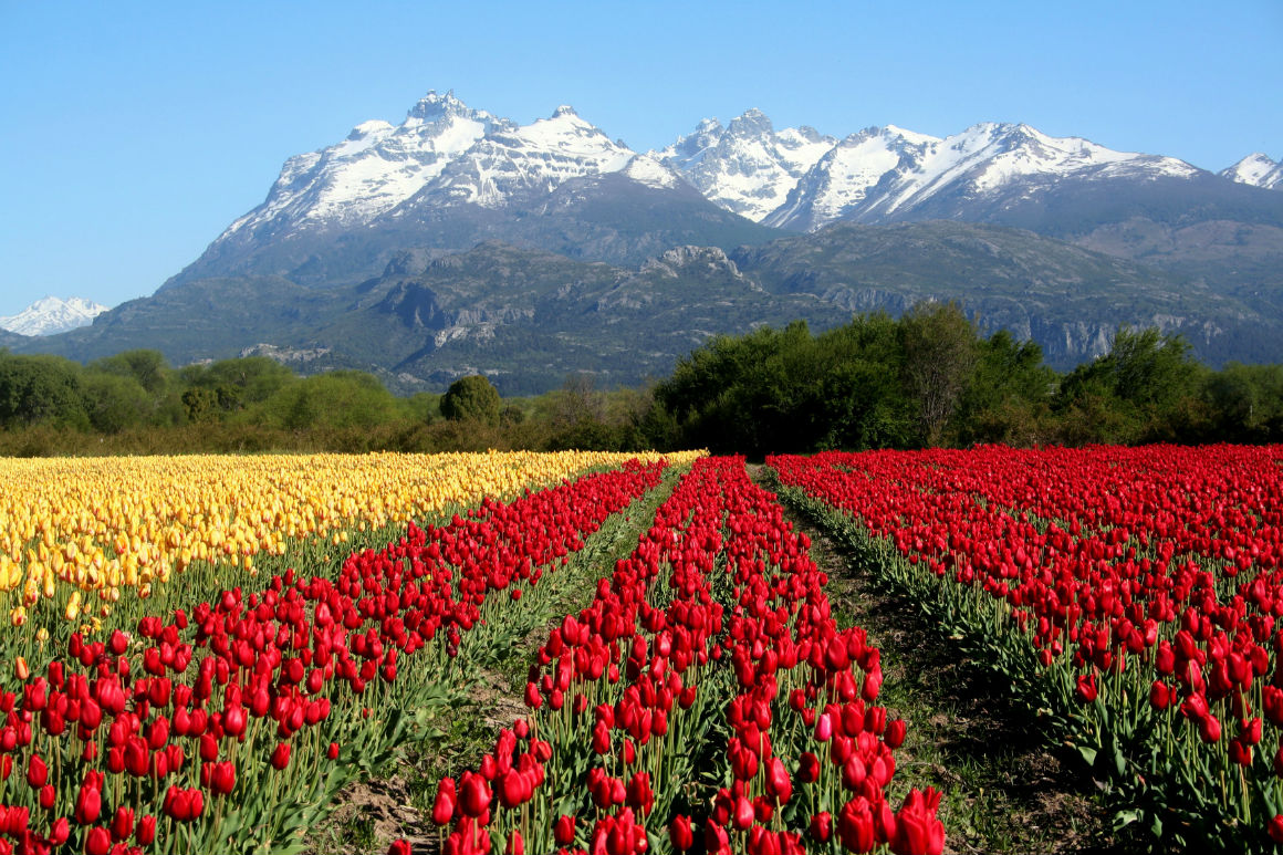 tulipanes, Chubut, Esquel, turismo