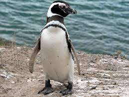 Pingüino de Magallanes o Patagónico