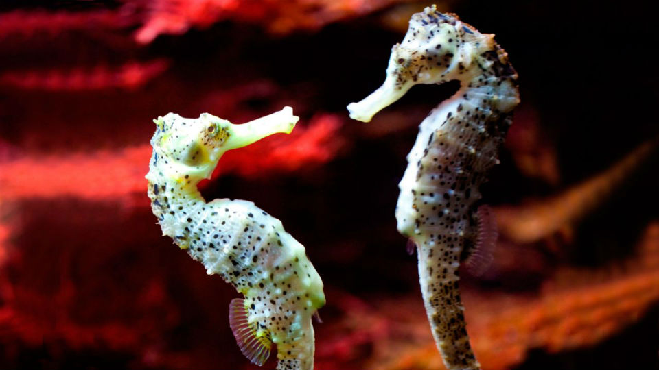 Caballitos de mar