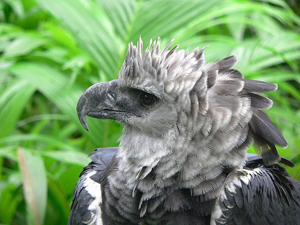 Aguila Arpia (Harpia harpyja)- foto R. Alvarado