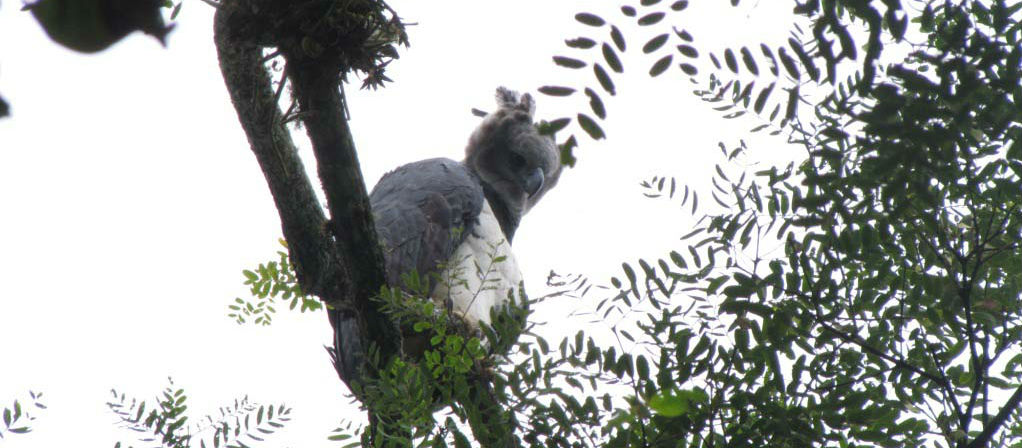 Águila arpía