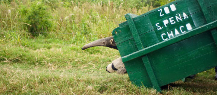 Chaco, liberación, animales, fauna, ecología