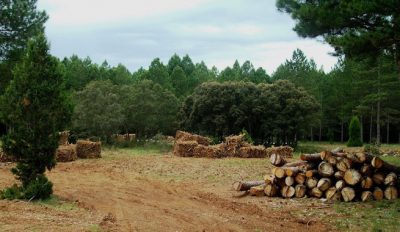 Que-es-la-biomasa-forestal