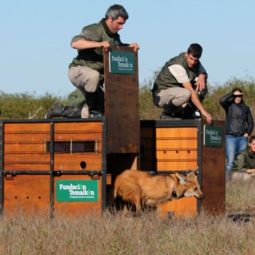 Aguará guazú temaikén animales liberados cautiverio