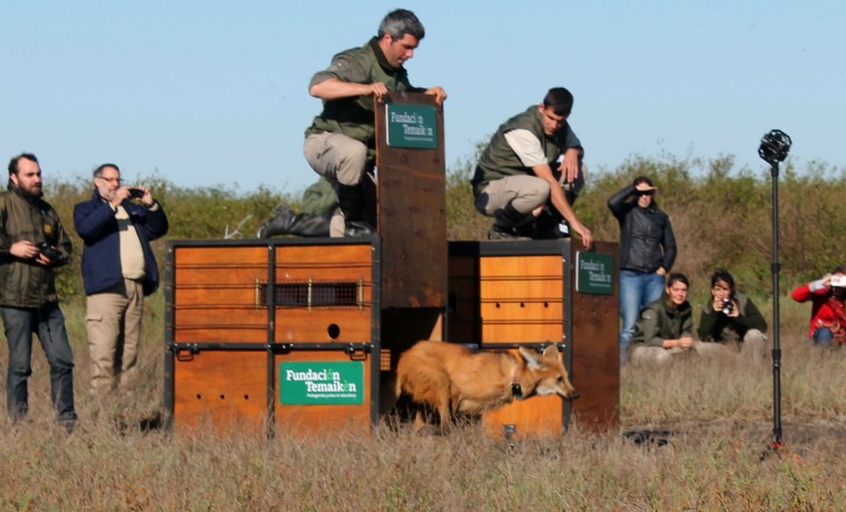 Aguará guazú temaikén animales liberados cautiverio