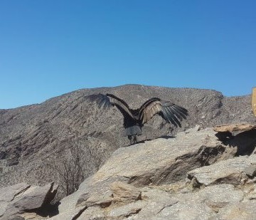 cóndor andino, Salta, animales