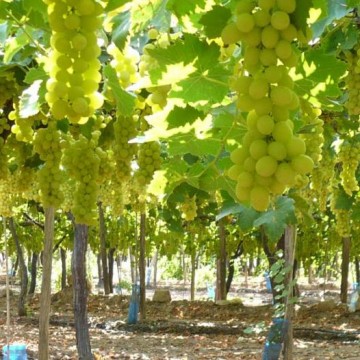 Uvas sanjuaninas blancas vino blanco cabernet cauvignon cosecha de uva máquina de cosecha de uva