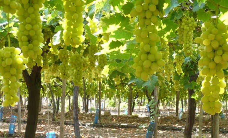 Uvas sanjuaninas blancas vino blanco cabernet cauvignon cosecha de uva máquina de cosecha de uva