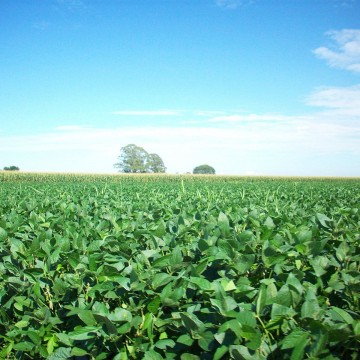 Soja campo sembrado verde cultivo agroeconomía tóxico