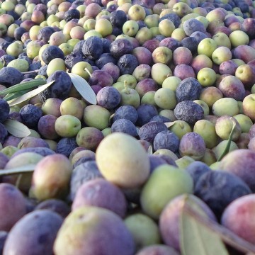 aceitunas, aceite de oliva, cosecha