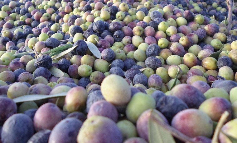 aceitunas, aceite de oliva, cosecha