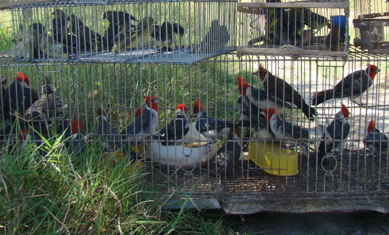 aves, tráfico, Córdoba, ecología