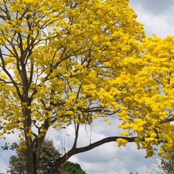 guayacain, ecología, medio ambiente