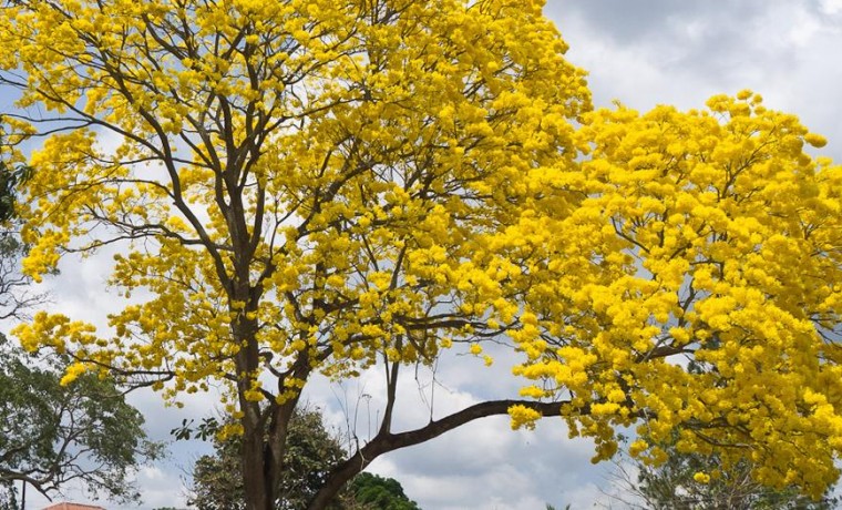 guayacain, ecología, medio ambiente