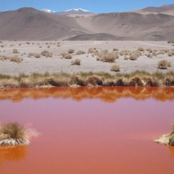 Puna, Catamarca, vicuñas, paisajes