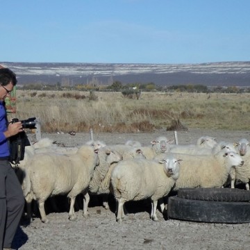 ovejas, campo, patagonia, chubut, queso de oveja,