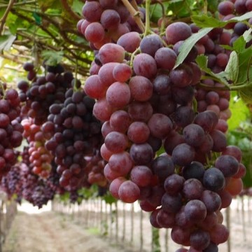 Uvas, racimo, vino, vides, agricultura,