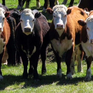 vacas angus, consumo de carne, bovina, vacuna, carnicería