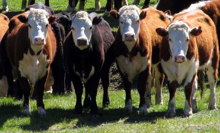 vacas angus, consumo de carne, bovina, vacuna, carnicería