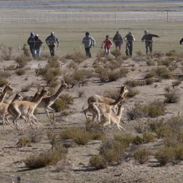 vicuñas, Catamarca, ecología