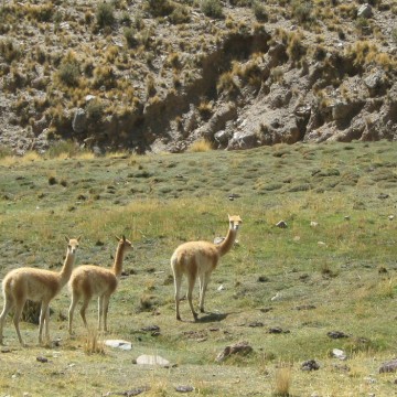 vicuñas, Jujuy, fauna, lana