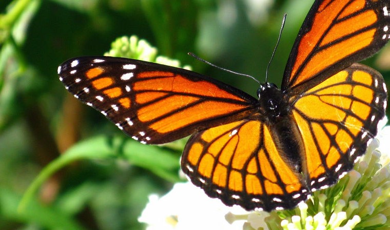 insectos, tráfico, fauna, Misiones