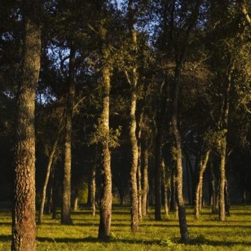 Parque nacional Chaco, reserva natural, quebracho, aves