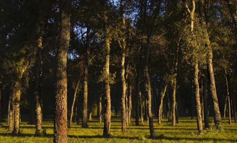 Parque nacional Chaco, reserva natural, quebracho, aves