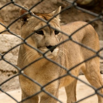 zoológicos, ecología, animales