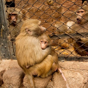 Día del Animal , primates, ecología, animales