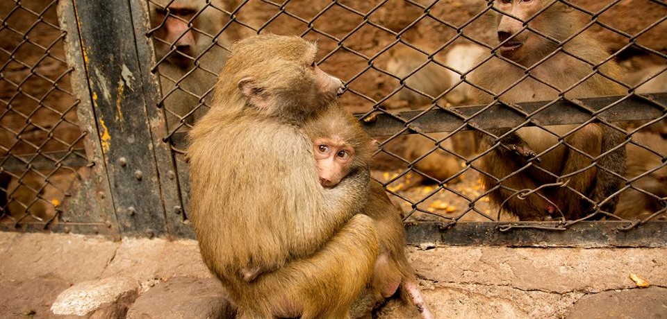 Día del Animal , primates, ecología, animales