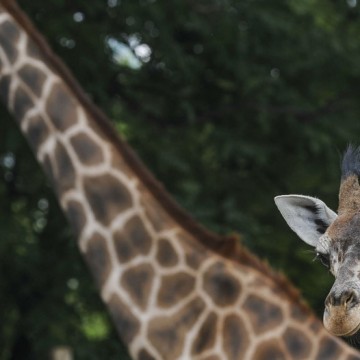 Jirafa bebe zoo porteño fauna