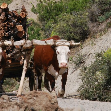 festival, Chubut, Esquel, carrero