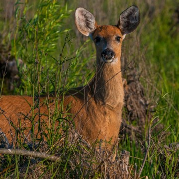 ciervo de los pantanos, fauna