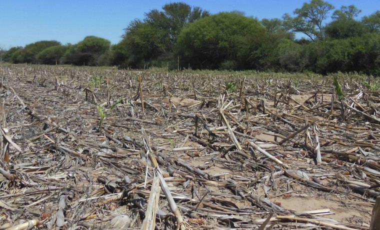 deforestación, árboles, Santiago del Estero