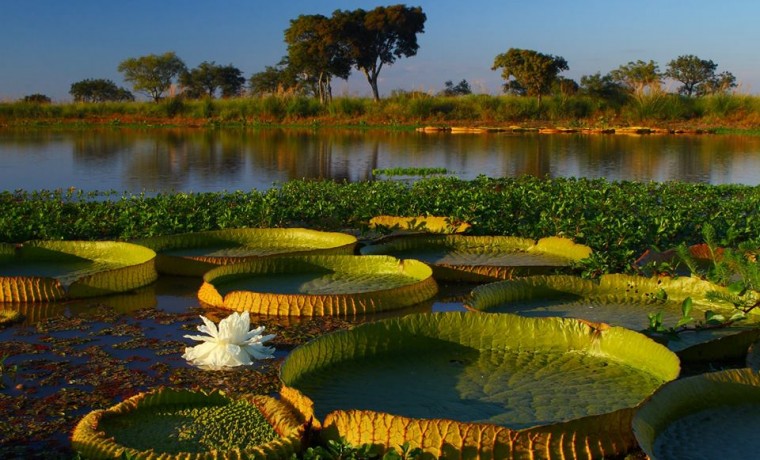 agua, humedales, ecología, inundaciones