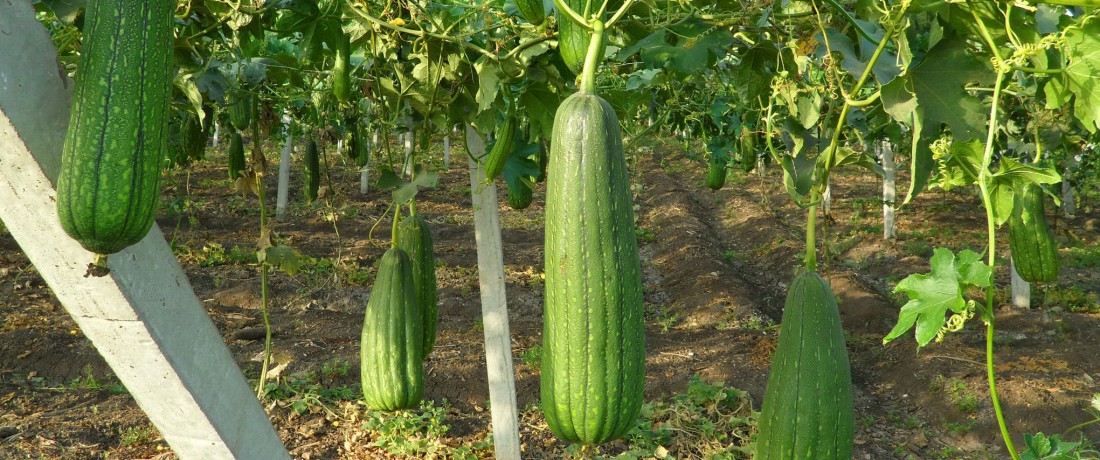 esponja vegetal, natural, salud
