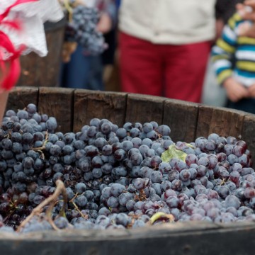 vendimia uva pisada fiesta vino