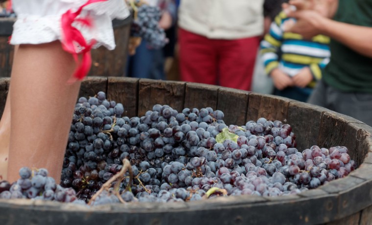 vendimia uva pisada fiesta vino