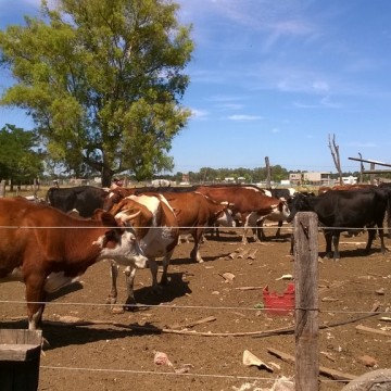 producción, cultivos, comercio