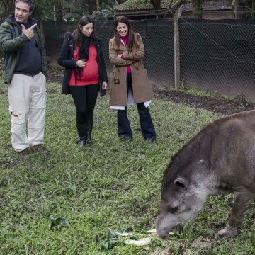 Tucumán tapir zoológico