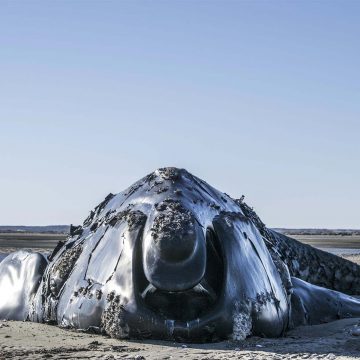 Rio Negro ballena franca austral Viedma