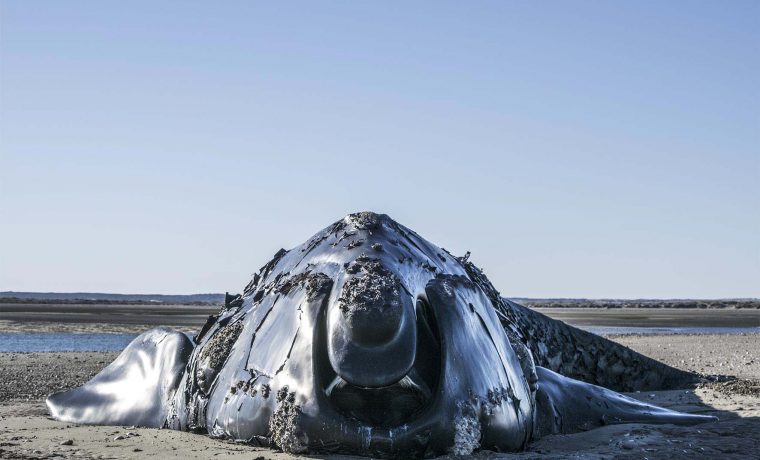 Rio Negro ballena franca austral Viedma