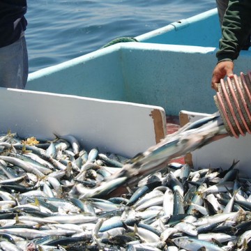 pesca ilegal, peces, ecologia