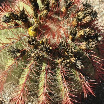 La Rioja, cactus, naturaleza